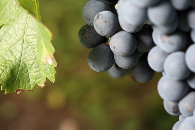 De la vigne au vin