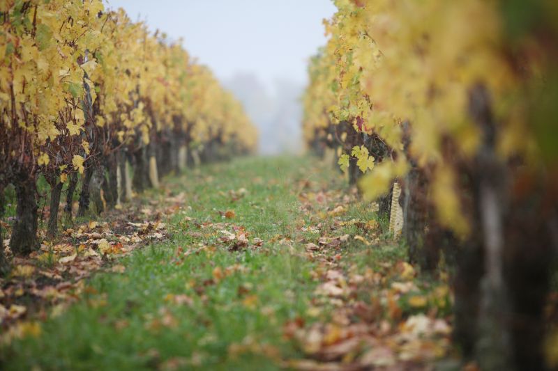 De la vigne au vin